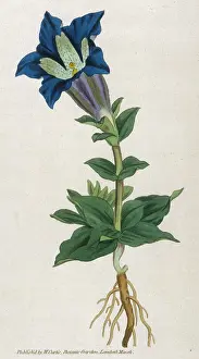 Gentian: Plants - Gentiana Acaulis