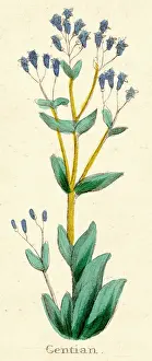 Gentian: PLANTS/GENTIANA LUTEA