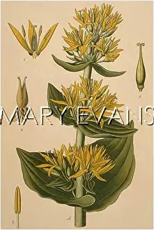 Gentian: PLANTS/GENTIANA LUTEA