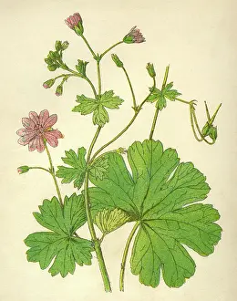 Geranium: PLANTS/GERANIUM MOLLE