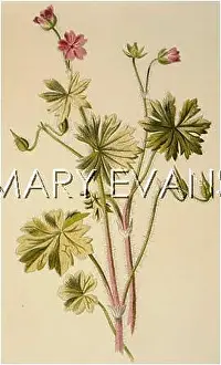 Molle: PLANTS/GERANIUM MOLLE