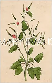 Molle: PLANTS/GERANIUM MOLLE