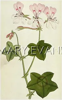 Peltatum: PLANTS/GERANIUM PELTATUM