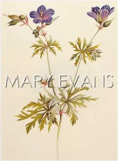 Pratense: PLANTS/GERANIUM PRATENSE