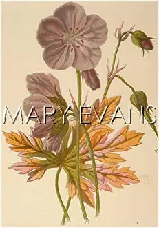 Pratense: PLANTS/GERANIUM PRATENSE
