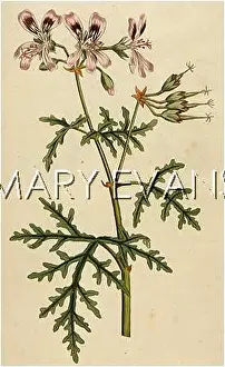 Rasp: PLANTS/GERANIUM RADULA