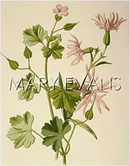 Flos: PLANTS/GERANIUM SP