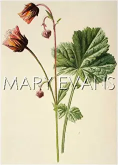 Avens: PLANTS/GEUM RIVALE