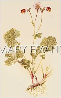 Avens: PLANTS/GEUM RIVALE