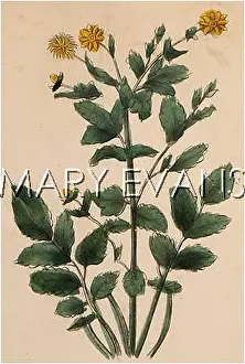 Avens: PLANTS/GEUM URBANUM