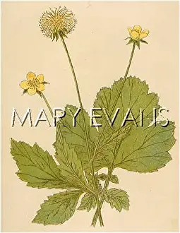 Avens: PLANTS/GEUM URBANUM