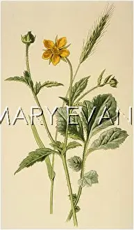 Avens: PLANTS/GEUM URBANUM