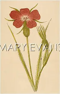 Cockle: PLANTS/GITHAGO SEGETUM