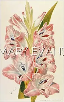Gladiolus: PLANTS/GLADIOLUS