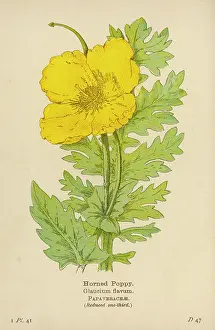 Flavum: PLANTS/GLAUCIUM FLAVUM