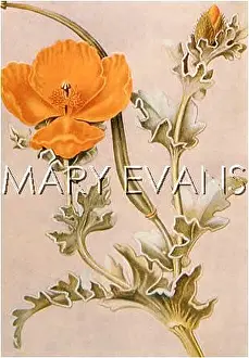 Luteum: PLANTS/GLAUCIUM LUTEUM