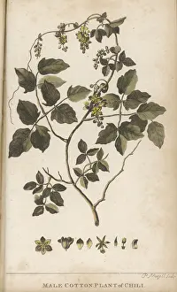Gossypium: PLANTS/GOSSYPIUM SP