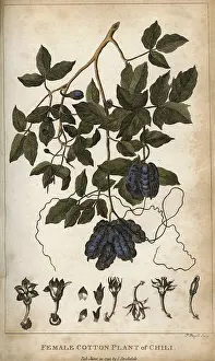 Gossypium: PLANTS/GOSSYPIUM SP