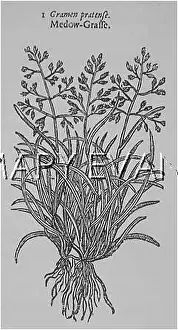 Pratense: PLANTS/GRAMEN PRATENSE