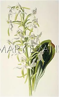 Bifolia: PLANTS/HABENARIA BIFOLIA