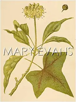 Hedera: PLANTS/HEDERA HELIX
