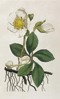 Hellebore: Plants - Helleborus Niger