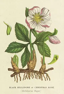 Hellebore: PLANTS/HELLEBORUS NIGER