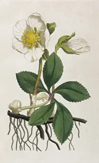 Hellebore: Plants - Helleborus Niger