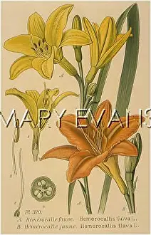 Flava: PLANTS/HEMEROCALLIS SP
