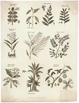 Nutmeg: Plants - Herbs - General