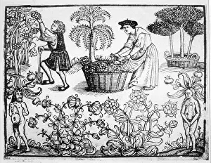 Mandrakes: PLANTS/HERBS/GENERAL
