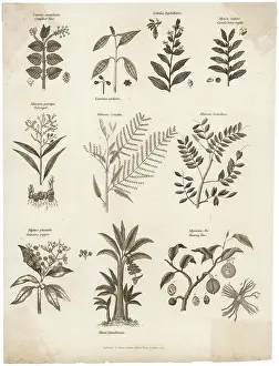 Pepper: Plants - Herbs - General