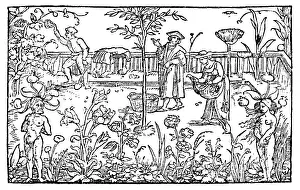 Mandrakes: PLANTS/HERBS/GENERAL