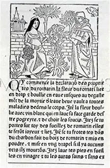 Herbalists: PLANTS/HERBS/GENERAL