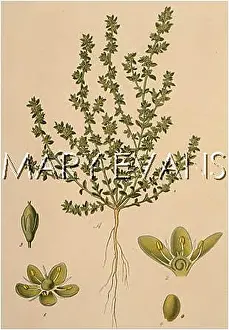 Rupture: PLANTS/HERNIARIA GLABRA