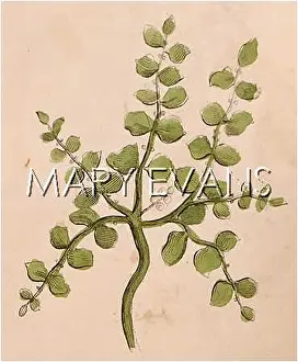 Rupture: PLANTS/HERNIARIA GLABRA