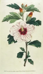 Althaea: Plants - Hibiscus Syriacus