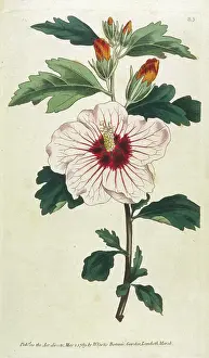 Hibiscus: Plants - Hibiscus Syriacus