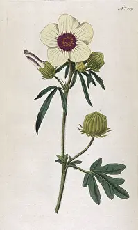 Bladder: Plants - Hibiscus Trionum