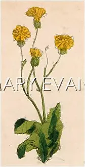 Rooted: PLANTS/HIERACIUM SP