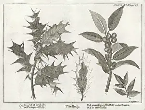 Aquifolium: Plants: holly(ilex aquifolium)