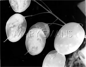 Lunaria: PLANTS/HONESTY