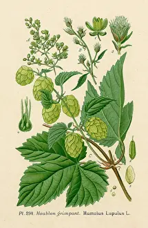 Humulus: Plants - Humulus Lupulus