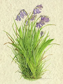Helga Crouch: PLANTS/HYACINTHOIDES