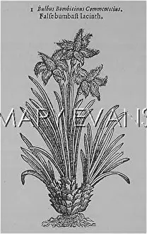 Hyacinthoides: PLANTS/HYACINTHOIDES SP