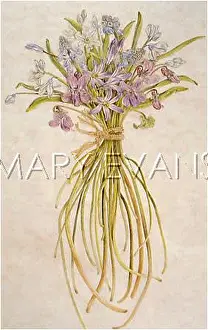 Helga Crouch: PLANTS/HYACINTHS