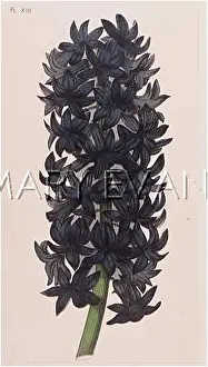 Hyacinthus: Plants/Hyacinthus