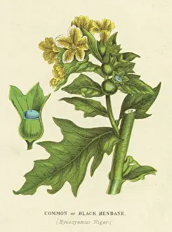 Hyoscyamus: PLANTS/HYOSCYAMUS NIGER