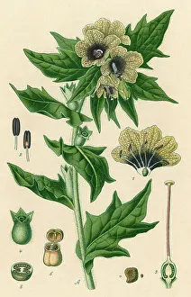 Hyoscyamus: PLANTS/HYOSCYAMUS NIGER