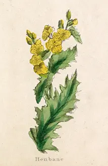 Hyoscyamus: PLANTS/HYOSCYAMUS NIGER